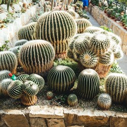Vrt kaktusov, Seča